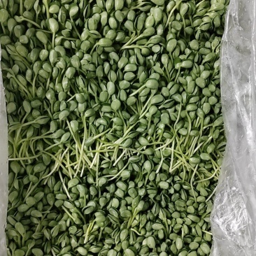 土培黄豆芽免费送样，远可寄样。