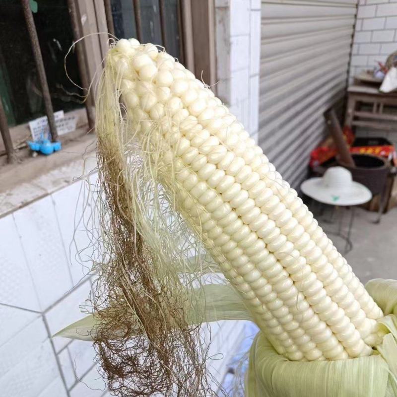白糯玉米