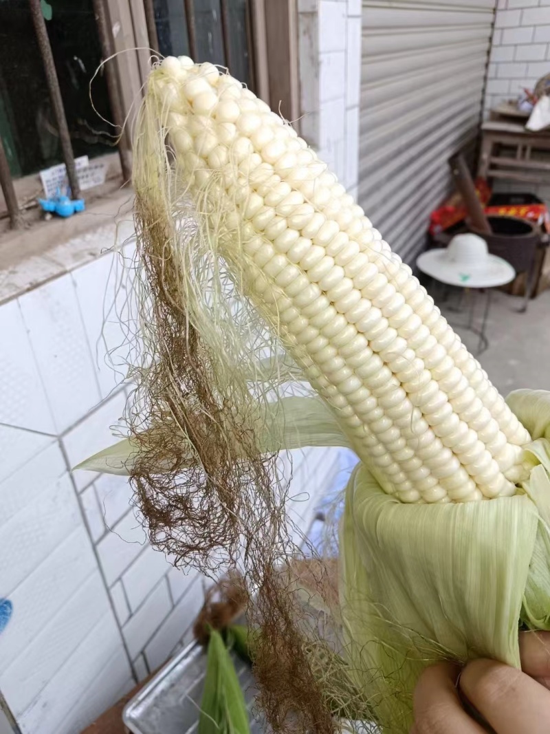 白糯玉米