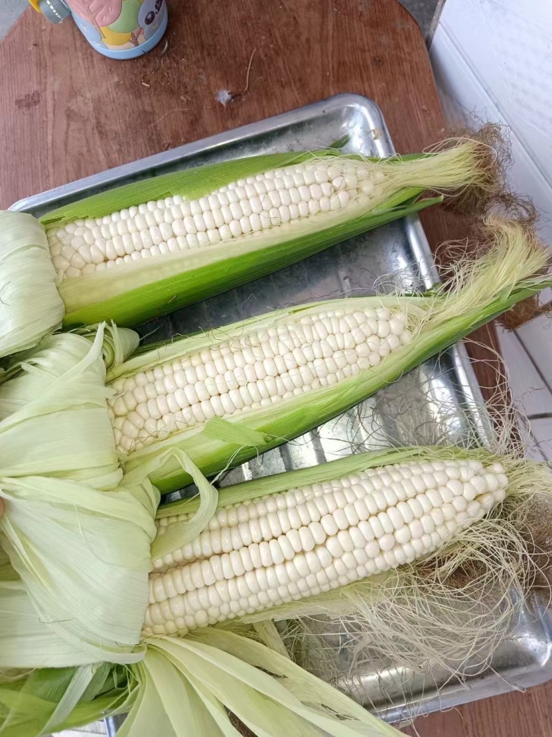 白糯玉米