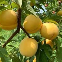 湖南精品黄桃个大口感甜品质保证全国可发