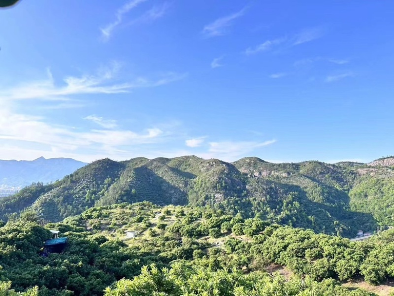 仙居荸荠杨梅，黑炭梅