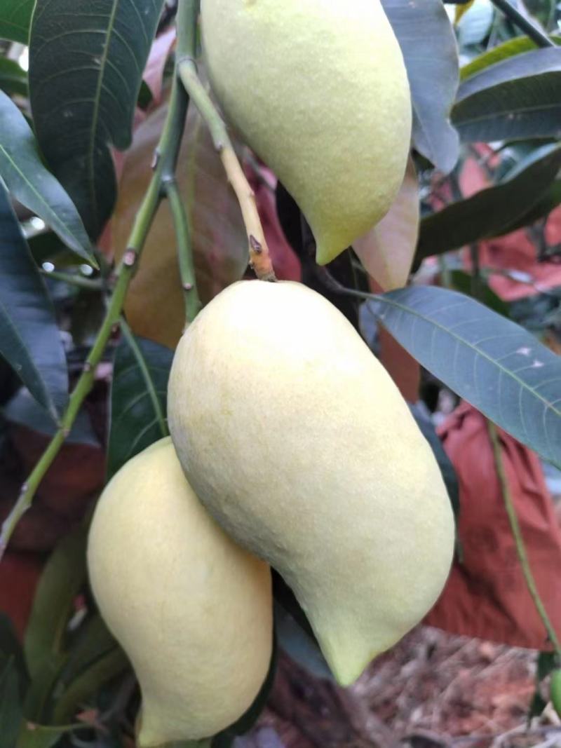 云南芒果精品鹰嘴芒果对接电商市场商超等各类客户