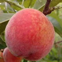 桃子，特早桃子🍑大量有货，全国发货，欢迎