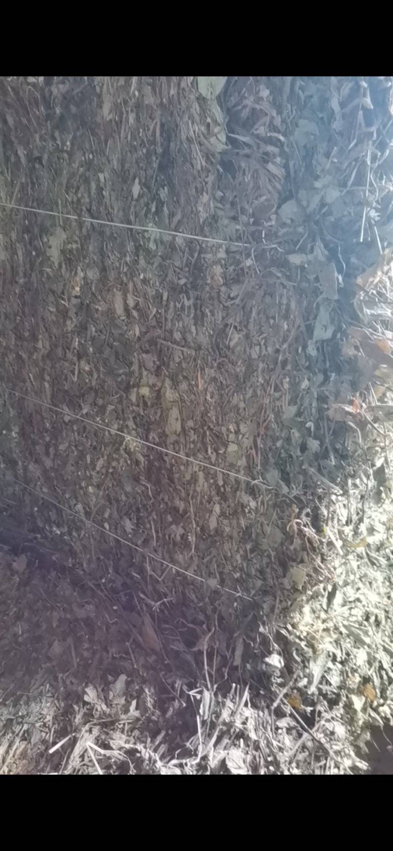 干鱼腥草，四川高含量野生鱼腥草，可按需加工