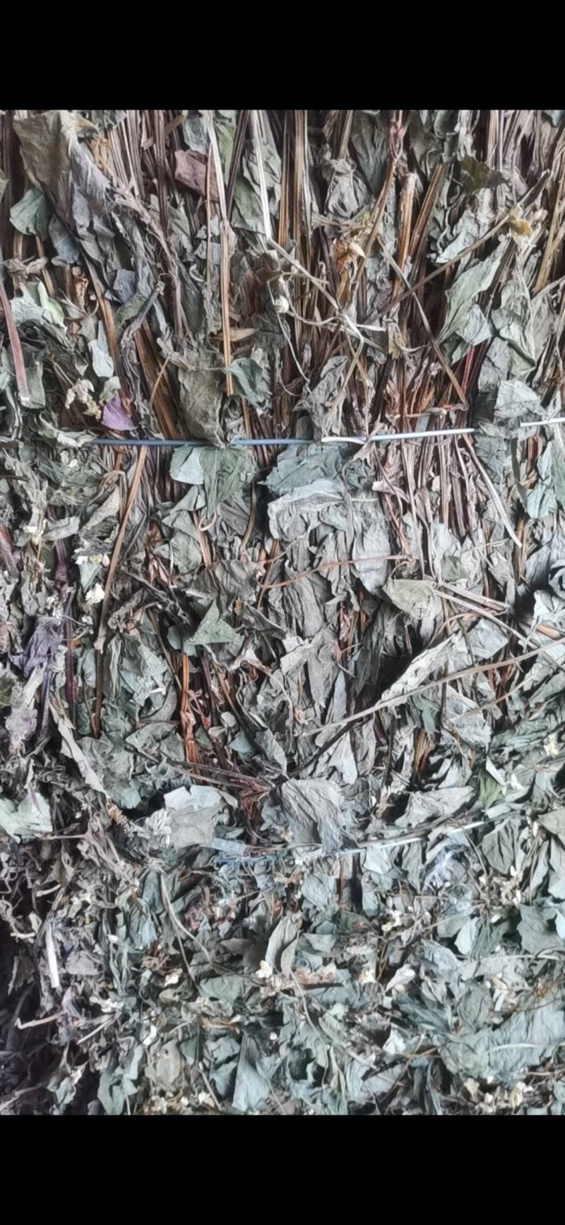 干鱼腥草，四川高含量野生鱼腥草，可按需加工