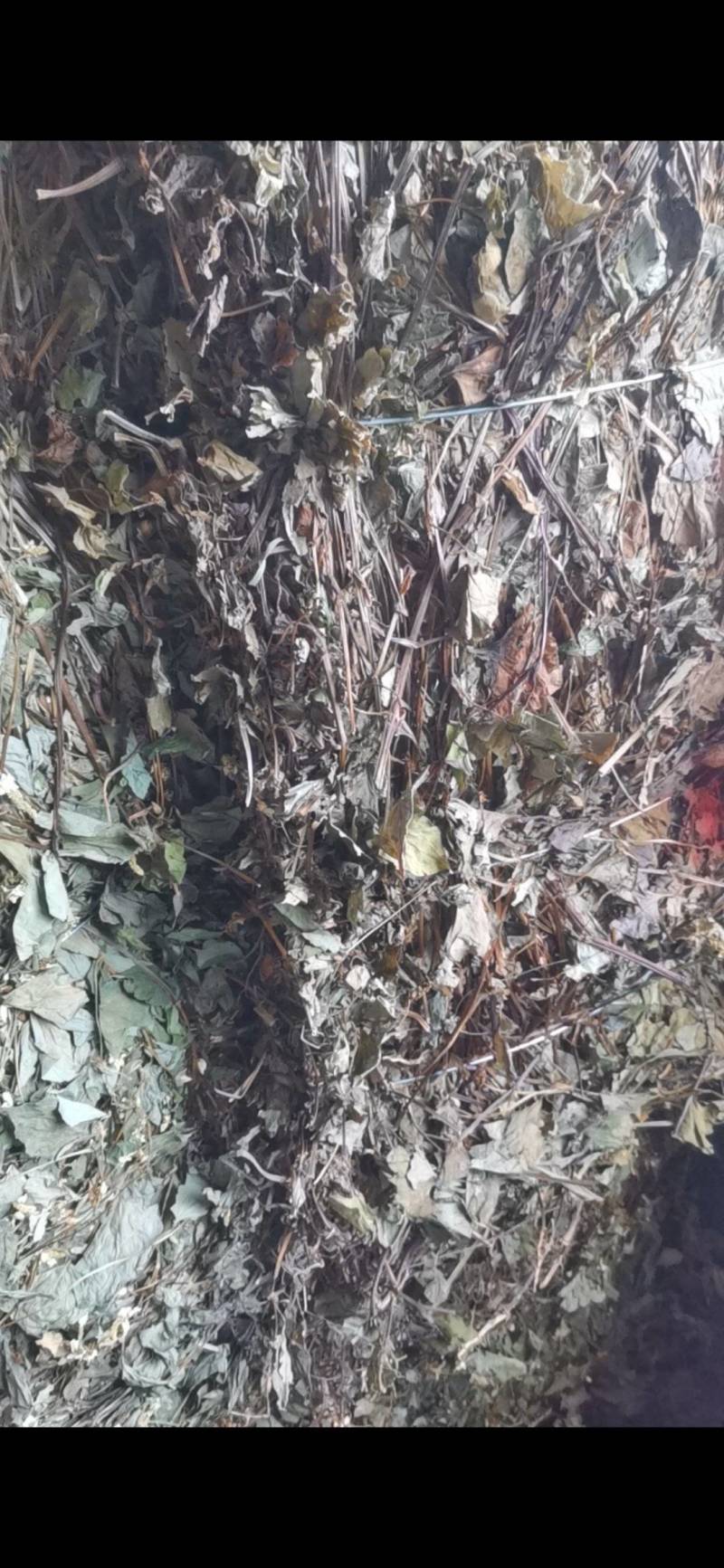 干鱼腥草，四川高含量野生鱼腥草，可按需加工