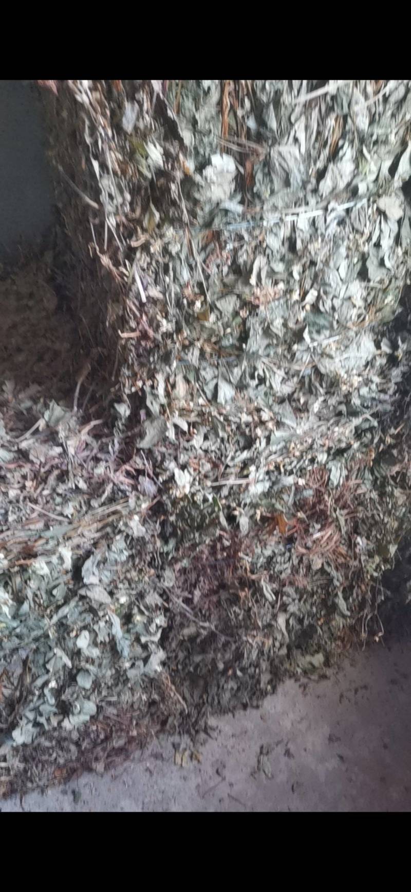 干鱼腥草，四川高含量野生鱼腥草，可按需加工