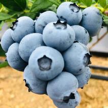 蓝莓，公爵