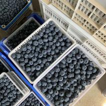 蓝莓产地直售源头直售蓝莓