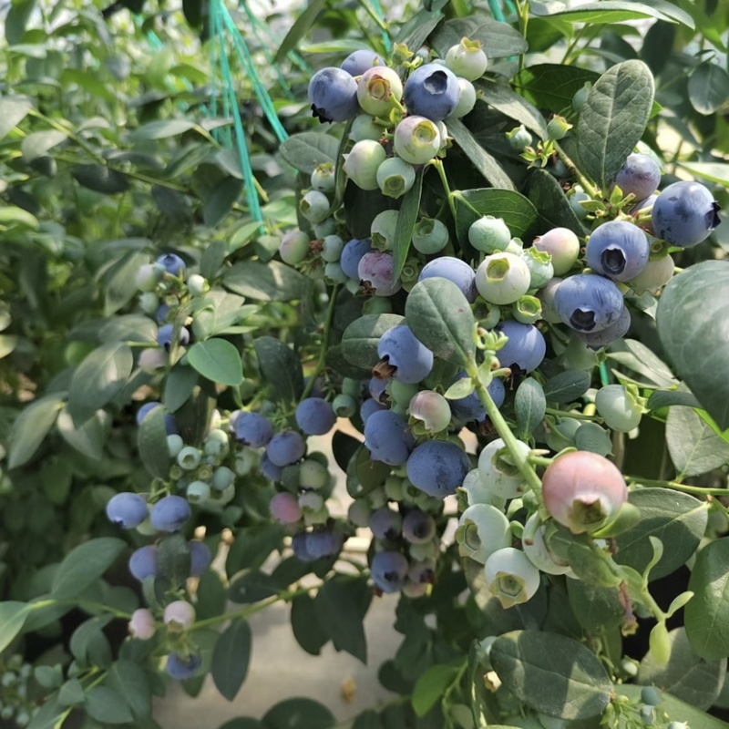 贵州蓝莓莱克西优瑞卡薄雾绿宝石蓝莓批量发货