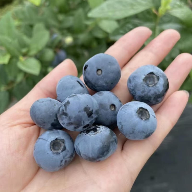 贵州蓝莓莱克西优瑞卡薄雾绿宝石蓝莓批量发货