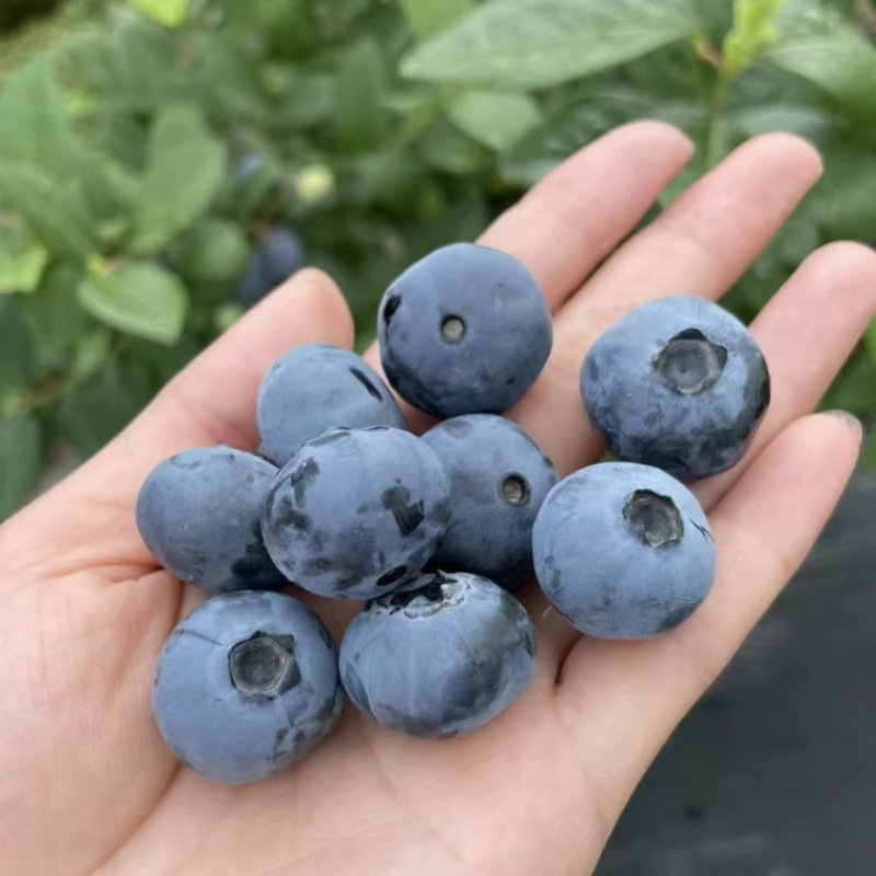 贵州蓝莓莱克西优瑞卡薄雾绿宝石蓝莓批量发货
