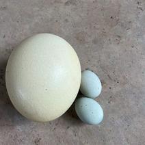 精品鸵鸟蛋货源充足量大从优质量保证欢迎咨询