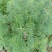 益母草