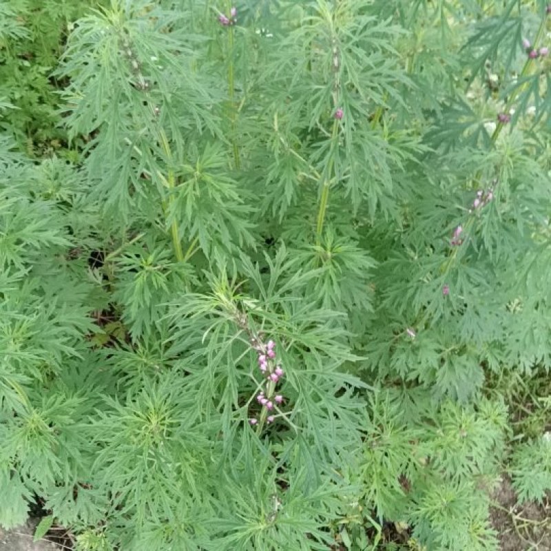 益母草