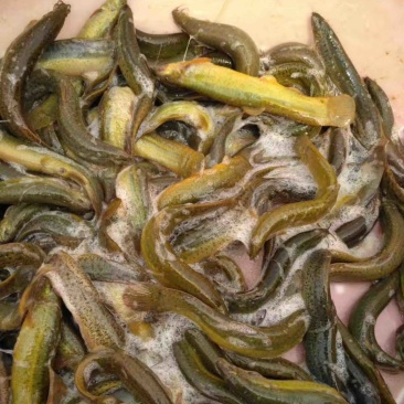 大量供应台湾泥鳅什么规格都有，价格按市场行情哈淡。