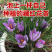 藏红花种球藏红花苗西红花球藏红花种番红花球根苗盆栽植物冬