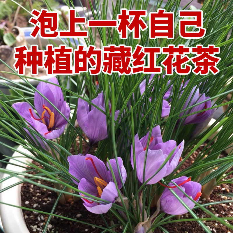 藏红花种球藏红花苗西红花球藏红花种番红花球根苗盆栽植物冬