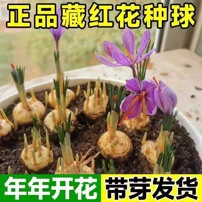 藏红花种球藏红花苗西红花球藏红花种番红花球根苗盆栽植物冬