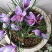藏红花种球藏红花苗西红花球藏红花种番红花球根苗盆栽植物冬