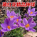 藏红花种球藏红花苗西红花球藏红花种番红花球根苗盆栽植物冬