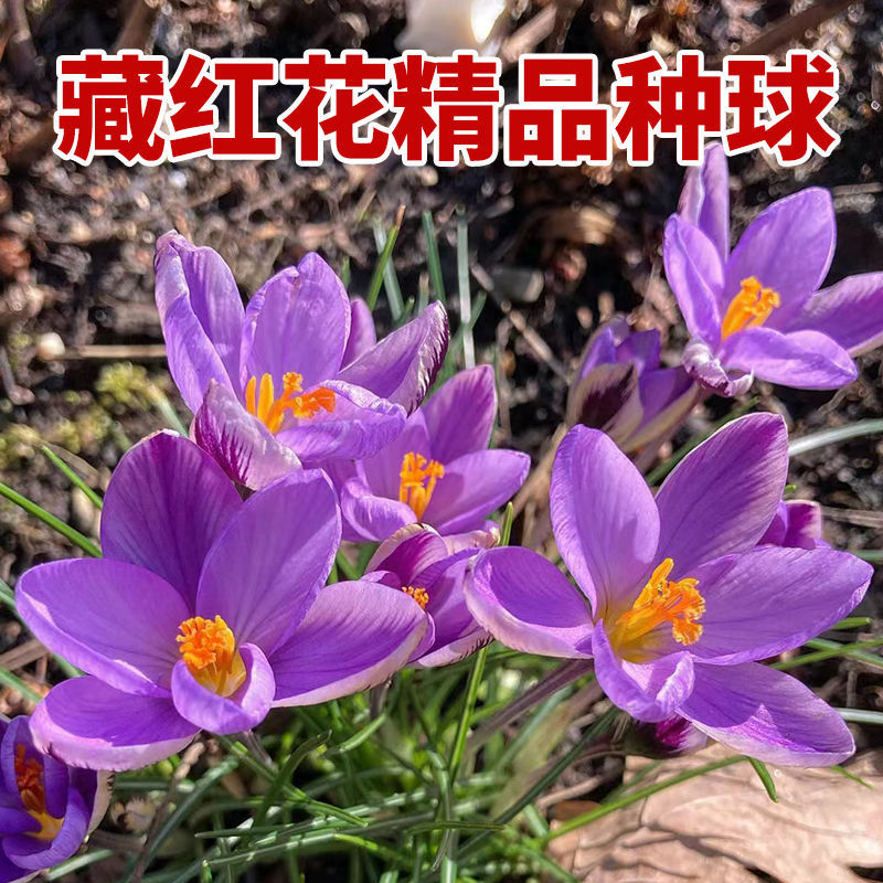 藏红花种球藏红花苗西红花球藏红花种番红花球根苗盆栽植物冬