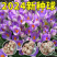 藏红花种球藏红花苗西红花球藏红花种番红花球根苗盆栽植物冬