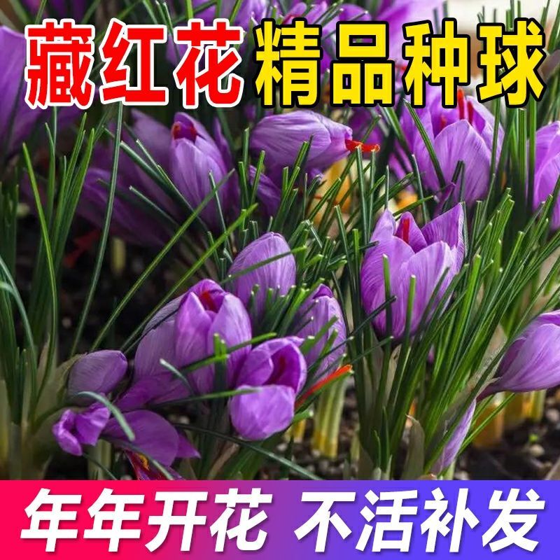 藏红花种球藏红花苗西红花球藏红花种番红花球根苗盆栽植物冬