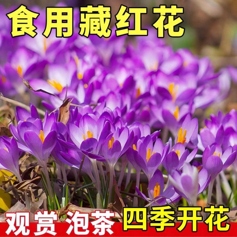 藏红花种球藏红花苗西红花球藏红花种番红花球根苗盆栽植物冬