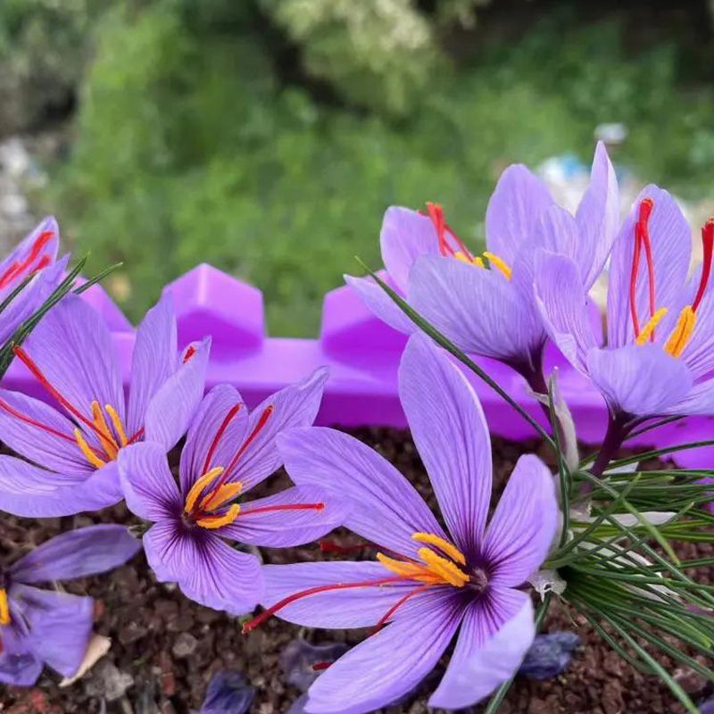 藏红花种球藏红花苗西红花球藏红花种番红花球根苗盆栽植物冬