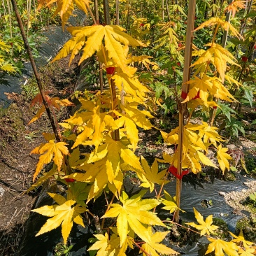 湖北神农架高海拔反季节林下仿野生平菇