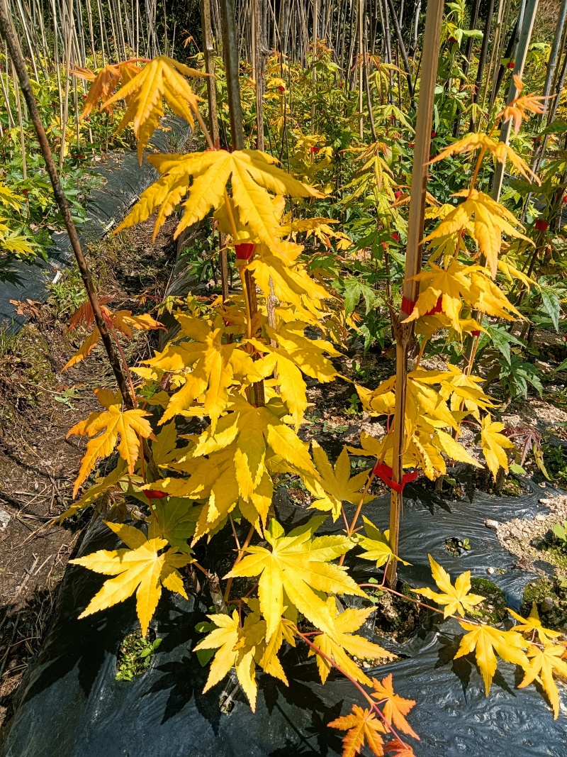 湖北神农架高海拔反季节林下仿野生平菇