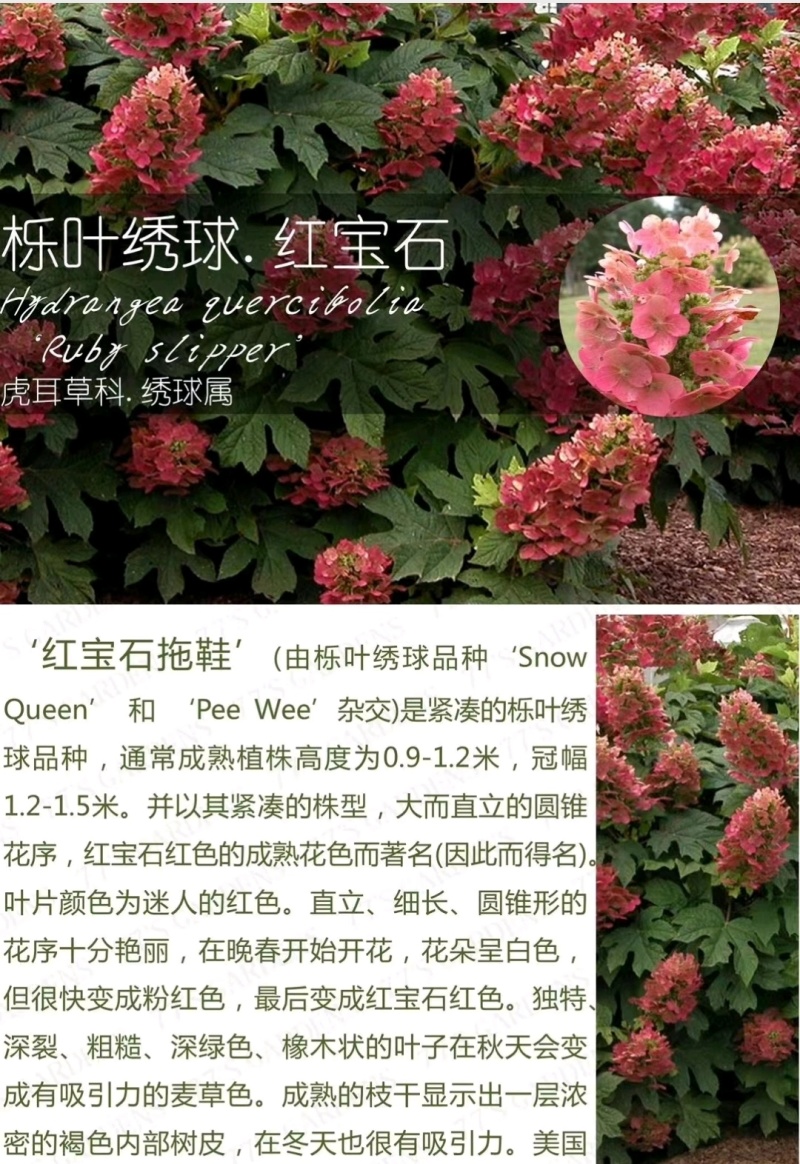 红宝石拖鞋接受-25°可用园林绿化工程绿化全国发货