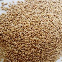 精品小麦，新小麦，大量上市，品质保证，量大