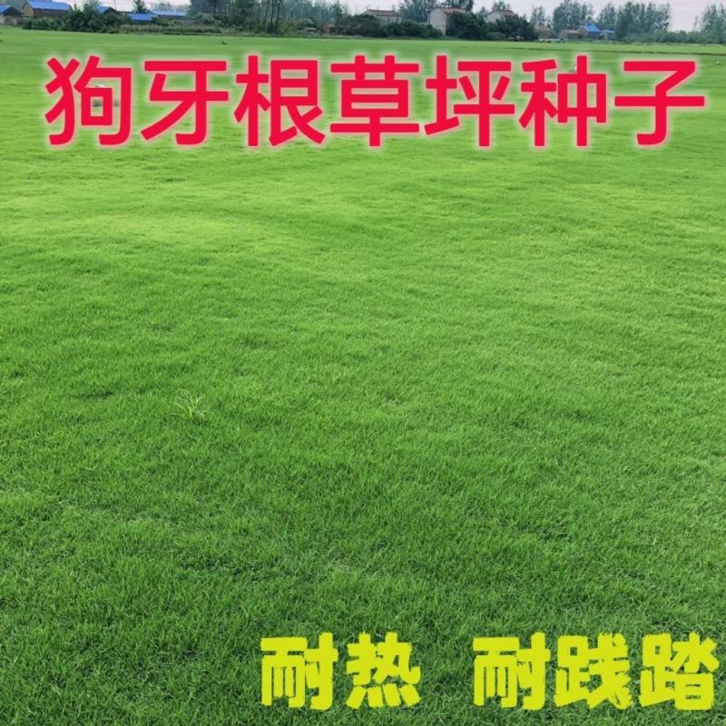 狗牙根草坪种子草籽四季常青护坡固土耐热耐旱耐践踏庭院绿化