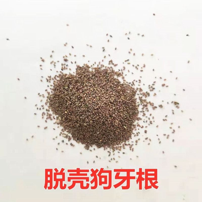 狗牙根草坪种子草籽四季常青护坡固土耐热耐旱耐践踏庭院绿化