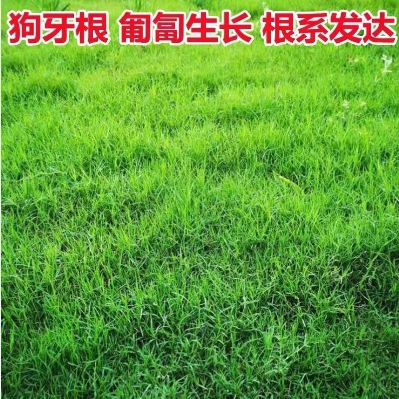 狗牙根草坪种子草籽四季常青护坡固土耐热耐旱耐践踏庭院绿化