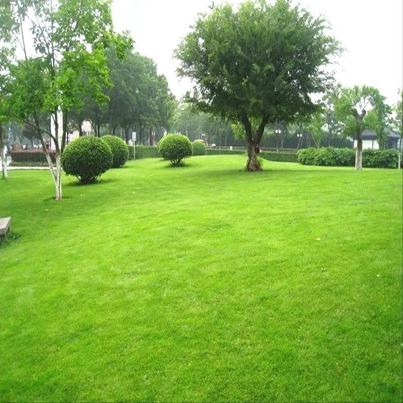 狗牙根草坪种子草籽四季常青护坡固土耐热耐旱耐践踏庭院绿化