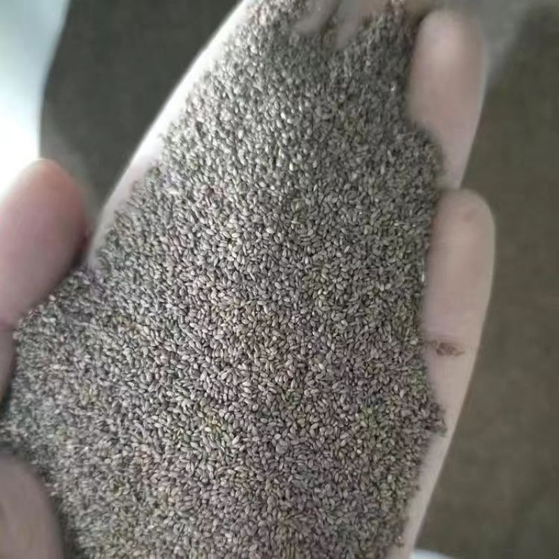 狗牙根草坪种子草籽四季常青护坡固土耐热耐旱耐践踏庭院绿化