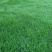 狗牙根草坪种子草籽四季常青护坡固土耐热耐旱耐践踏庭院绿化