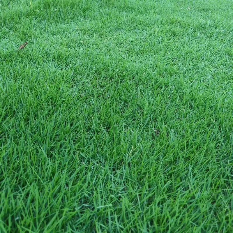 狗牙根草坪种子草籽四季常青护坡固土耐热耐旱耐践踏庭院绿化