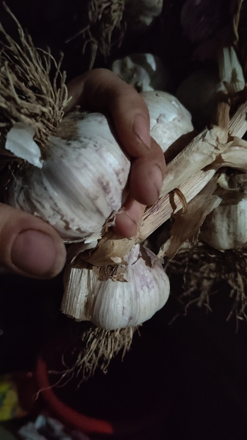 临清紫红皮辫子蒜，皮紫，