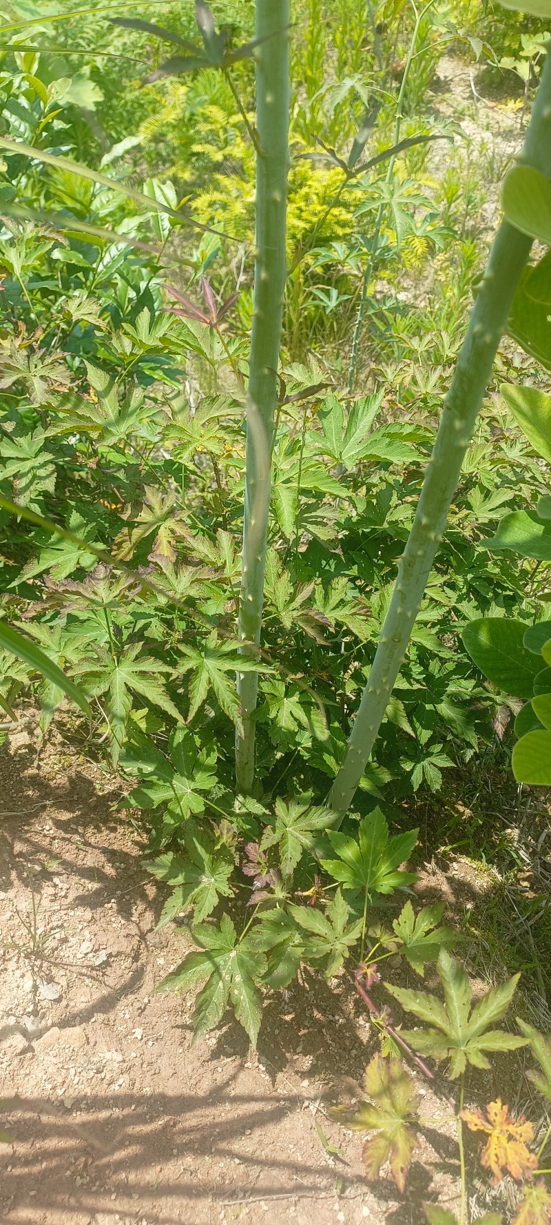 浙江绍兴新昌七叶覆盆子苗规格齐全产地直供可视频看货预定