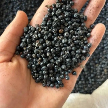 精品射干籽射干种子产地直发品质保证量大从优欢迎联系