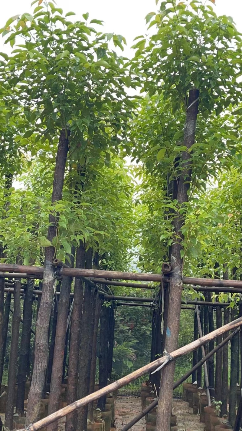 3-10公分香樟树