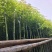 3-10公分香樟树