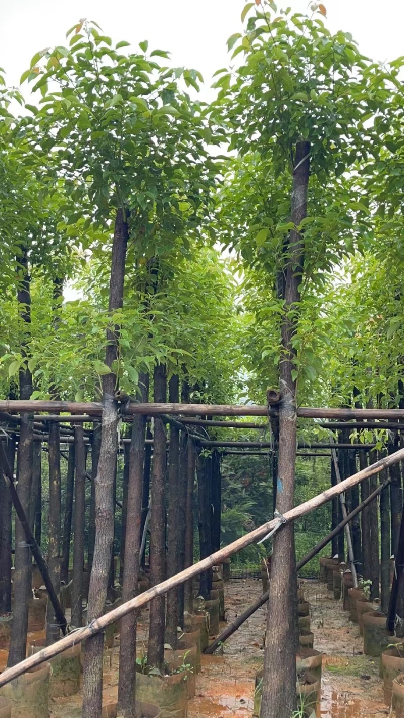 3-10公分香樟树
