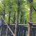 3-10公分香樟树