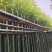 3-10公分香樟树